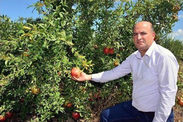 Nar Üretimi İkiye Katlandı