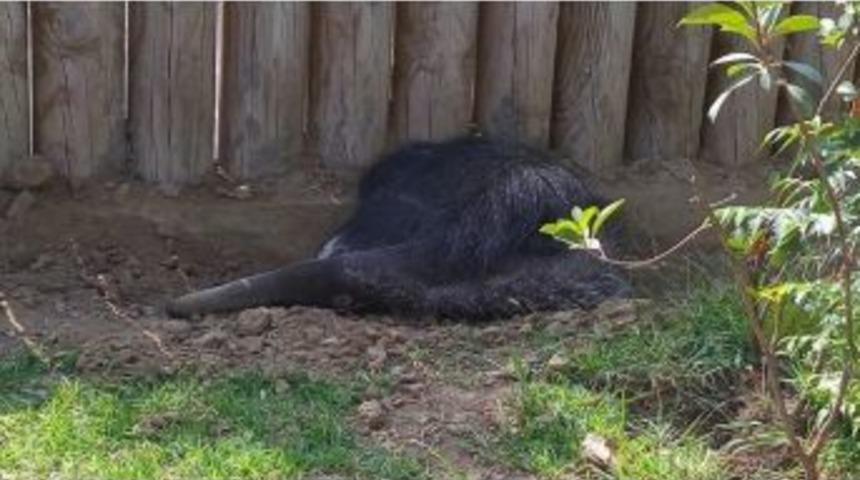 Hayvanat Bah&ccedil;esinin Yeni &Uuml;yesi "karıncayiyen"