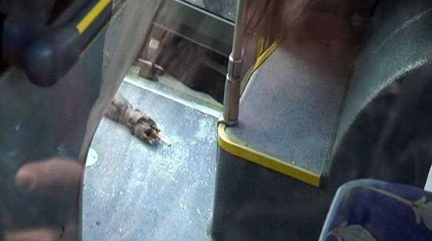 Kazaya Sebep Olan O Şemsiye