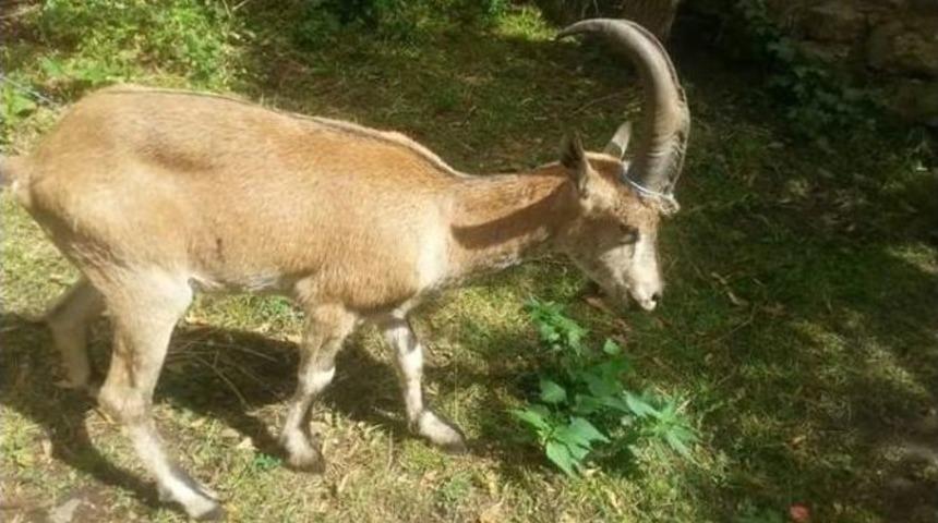 Hasta Dağ Ke&ccedil;isi Tedavi Altına Alındı