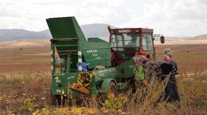 &Ccedil;erezlik Kabak Hasadı Başladı