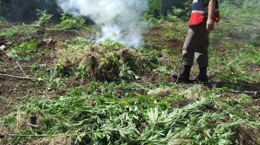 Turşu Bidonunda 2 Kilo Esrar Ele Ge&ccedil;irildi