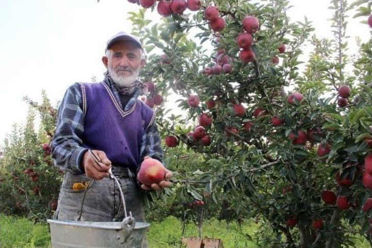 Karaman’da Elma Hasadı Buruk Başladı G5