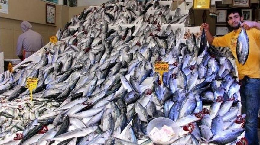 Palamut Bolluğu Balık&ccedil;ıları D&uuml;ş&uuml;nd&uuml;r&uuml;yor