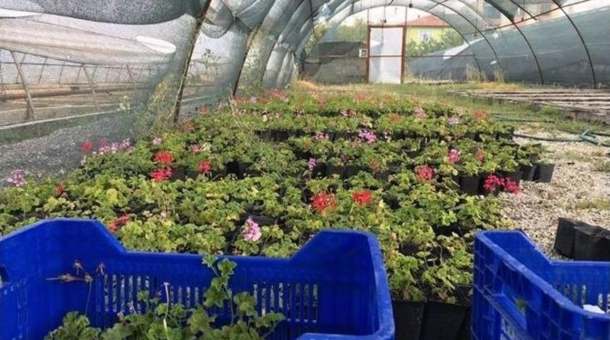 Binlerce &Ccedil;i&ccedil;ek Toprakla Buluşacak