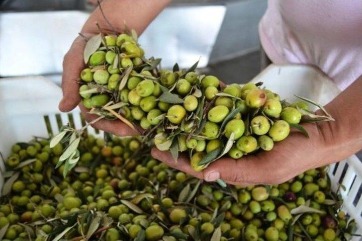 Ayvalık’ta Sezonun İlk Hasat Zeytinyağı Vali Yazıcı’nın Katılımıyla Sıkıldı G1