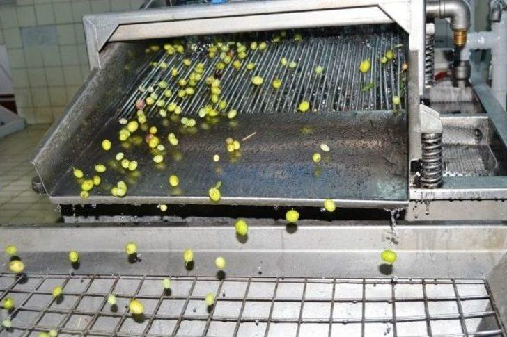 Ayvalık’ta Sezonun İlk Hasat Zeytinyağı Vali Yazıcı’nın Katılımıyla Sıkıldı G2