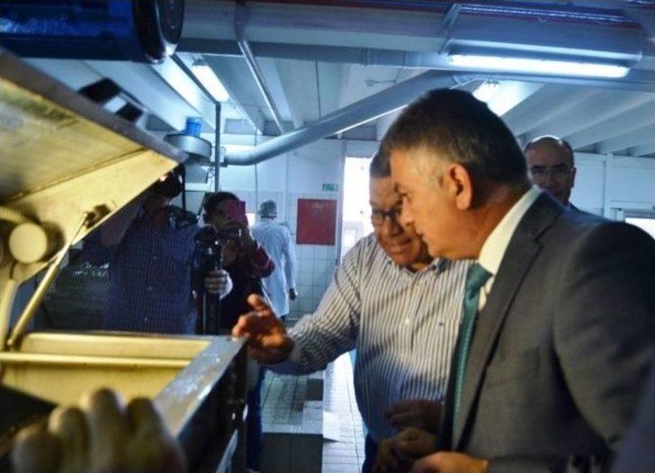 Ayvalık’ta Sezonun İlk Hasat Zeytinyağı Vali Yazıcı’nın Katılımıyla Sıkıldı G4