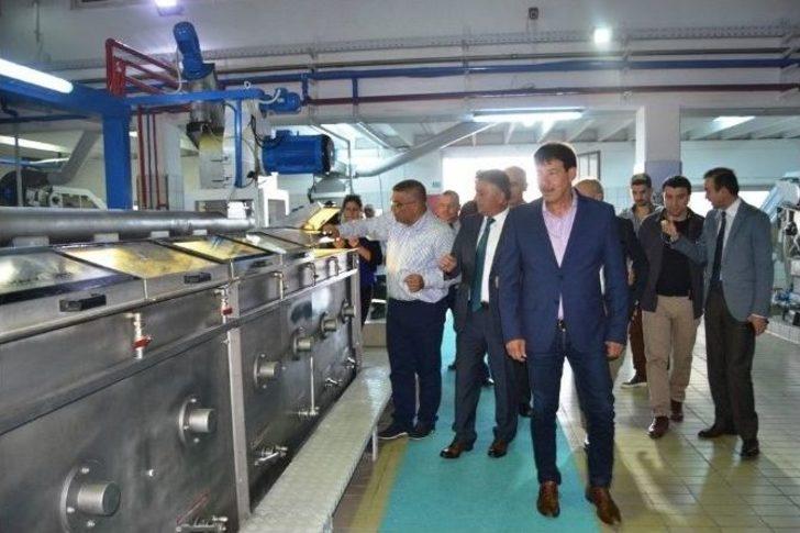 Ayvalık’ta Sezonun İlk Hasat Zeytinyağı Vali Yazıcı’nın Katılımıyla Sıkıldı G5