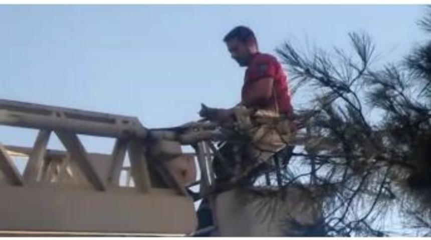 Ağa&ccedil;ta Mahsur Kalan Yavru Kedi Kurtarıldı