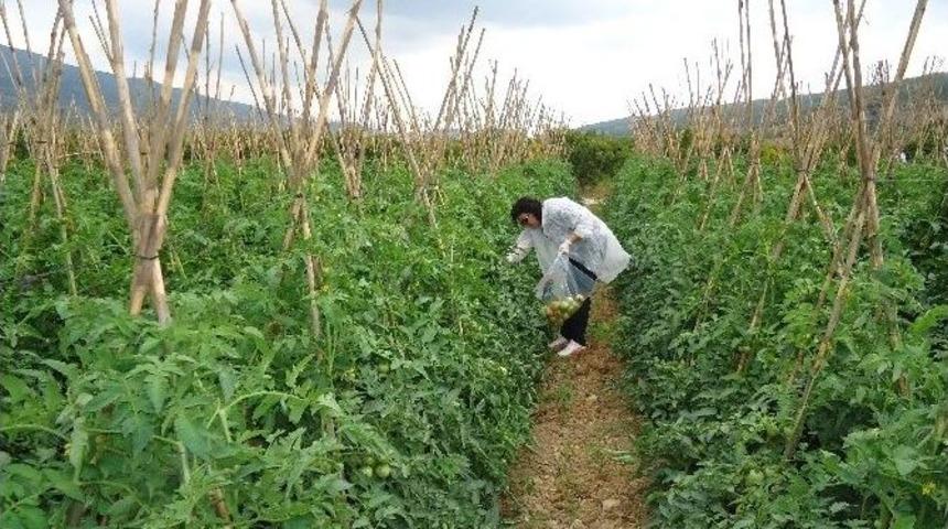 Bilecik&rsquo;te Sebze-meyve &Uuml;r&uuml;nlerinde 2016 Yılı Hasat &Ouml;ncesi Pestisit Denetimleri
