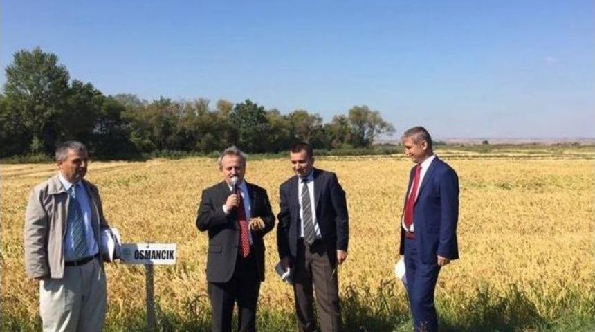 &Ccedil;eltik &Ccedil;eşit Demonstrasyonu Tarla G&uuml;n&uuml;