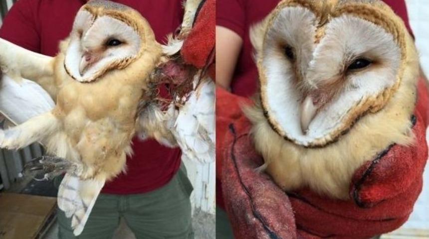 Yaralı Halde Bulunan Pe&ccedil;eli Baykuş Tedavi Edildi