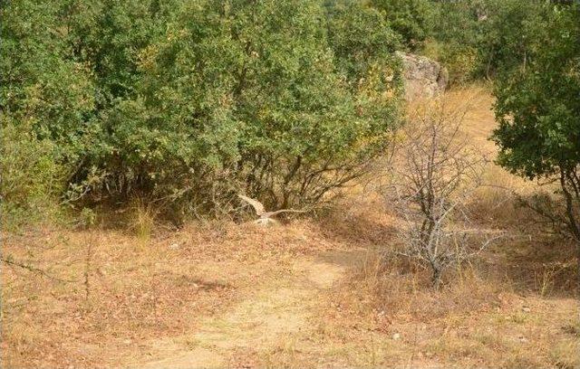 Yaralı Halde Bulunan Peçeli Baykuş Tedavi Edildi