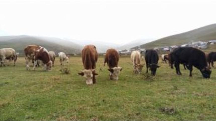 Mevsimin İlk Kar Yağışı Vatandaşı Tedirgin Etti