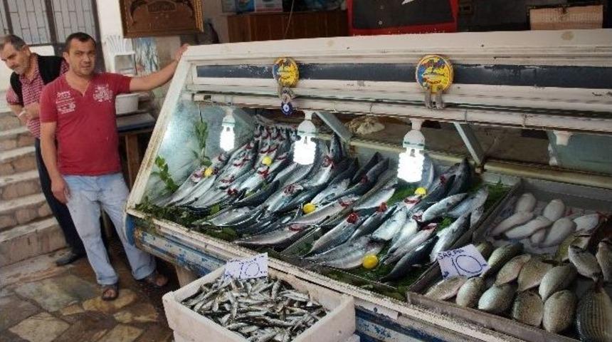 Lapseki&rsquo;de Palamut Fiyatları D&uuml;şt&uuml;