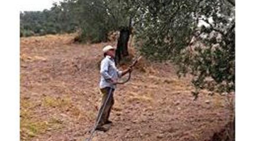 Zeytin &Uuml;reticisi Bakımda