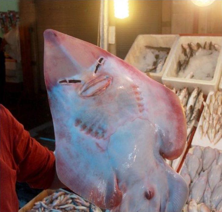 (özel Haber) İnsan Yüzlü Balık Görenleri Şaşırtıyor G1