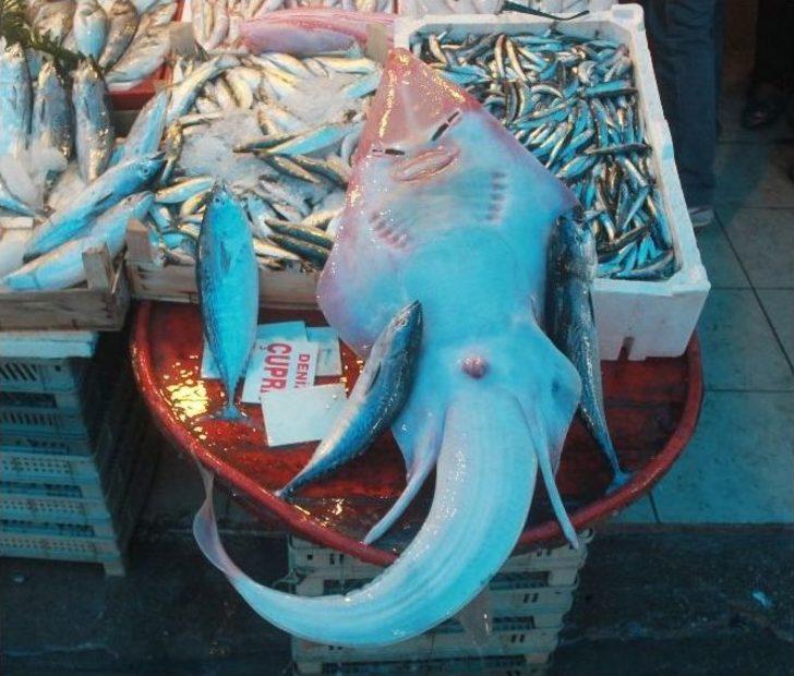 (özel Haber) İnsan Yüzlü Balık Görenleri Şaşırtıyor G4