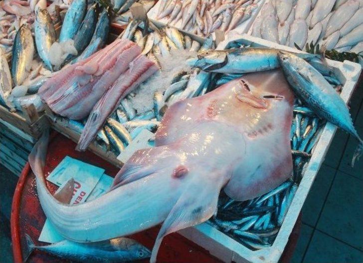 (özel Haber) İnsan Yüzlü Balık Görenleri Şaşırtıyor G5