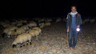 Çobanların Zorlu Gece Mesaisi