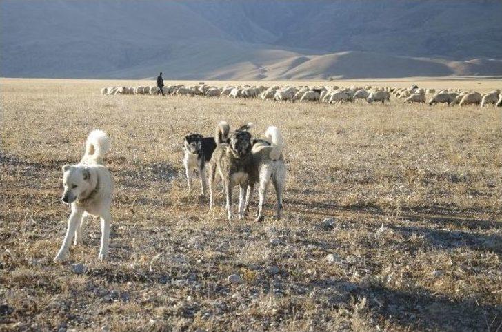 Çobanların Zorlu Gece Mesaisi G4