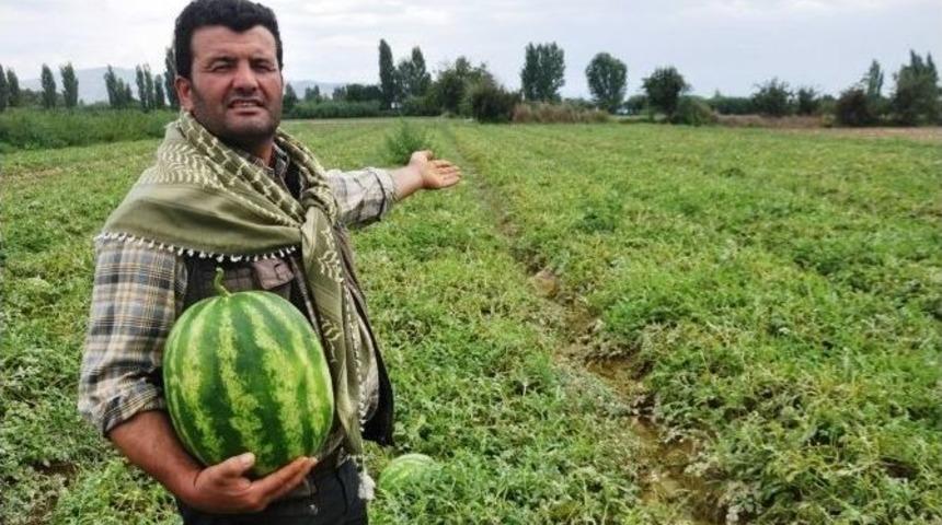 Organik Patatesten Sonra Karpuz &Uuml;retti, T&uuml;m T&uuml;rkiye&rsquo;ye Sattı