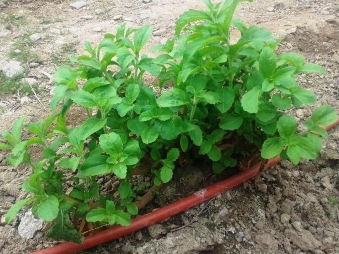 &Ccedil;aykur&rsquo;un Yeni &Uuml;r&uuml;n&uuml; Şeker Otu Fidanları Kuzey Ege&rsquo;den