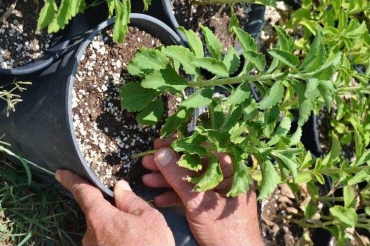 Çaykur’un Yeni Ürünü Şeker Otu Fidanları Kuzey Ege’den G2