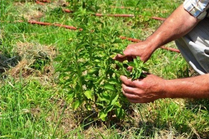 Çaykur’un Yeni Ürünü Şeker Otu Fidanları Kuzey Ege’den G3
