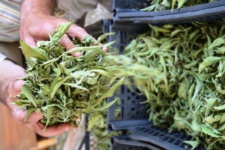 Çaykur’un Yeni Ürünü Şeker Otu Fidanları Kuzey Ege’den G4