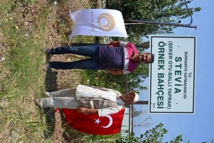 Çaykur’un Yeni Ürünü Şeker Otu Fidanları Kuzey Ege’den G5