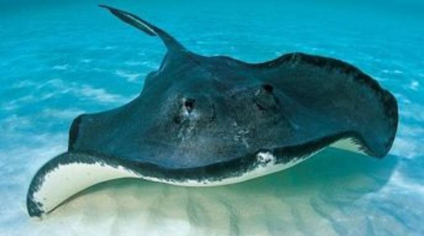 G&ouml;r&uuml;nmeyen Tehlike &rsquo;dikenli Vatoz&rsquo; Aquavega&rsquo;da