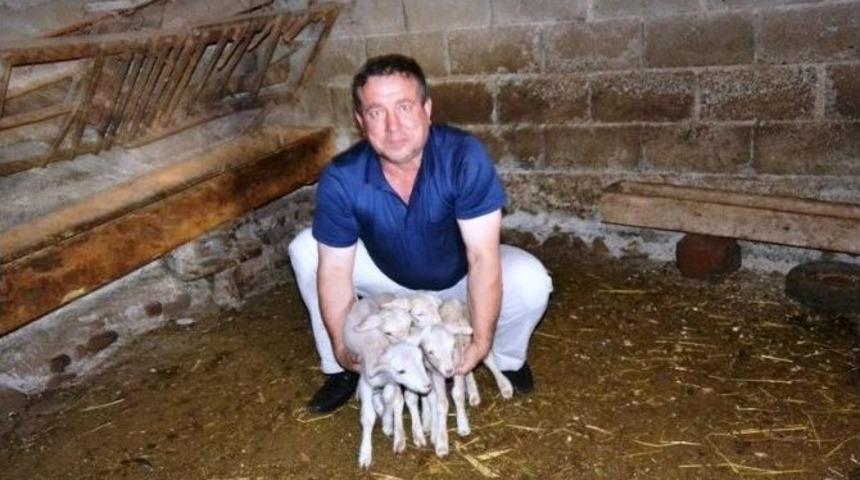 Tek Batında 4 Kuzu Doğurdu