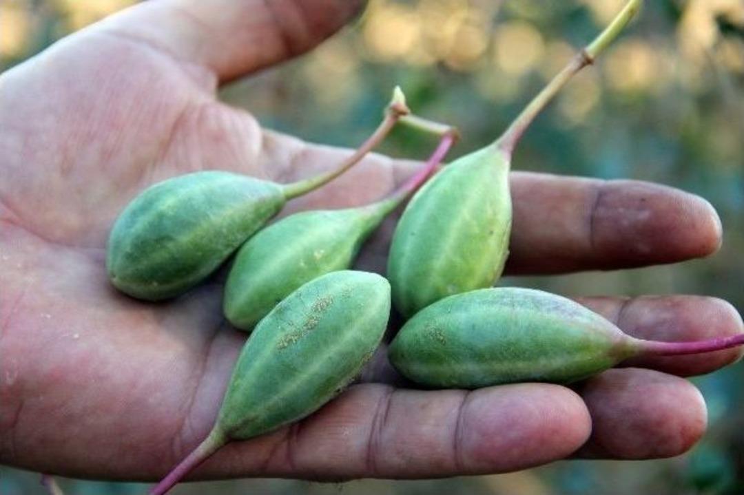 Doğadaki Sağlık Deposu Bitki &lsquo;kapari&rsquo;
