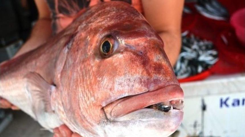 Denizden Dev Sinavrit &Ccedil;ıktı