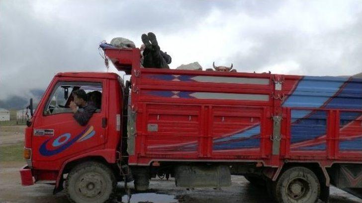 Kar Erken Yağdı, Yaylalarda Göç Telaşı Başladı. G3
