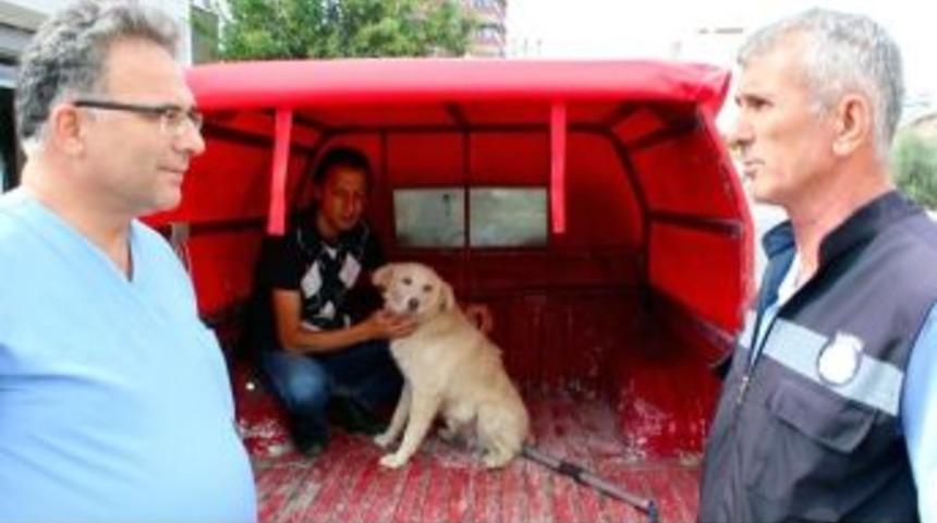 Kaybettiği K&ouml;peğini Tesad&uuml;fen İzlediği G&ouml;r&uuml;nt&uuml;lerde Buldu