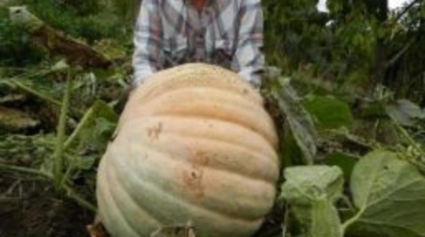 Kendisi De Şaştı Kaldı