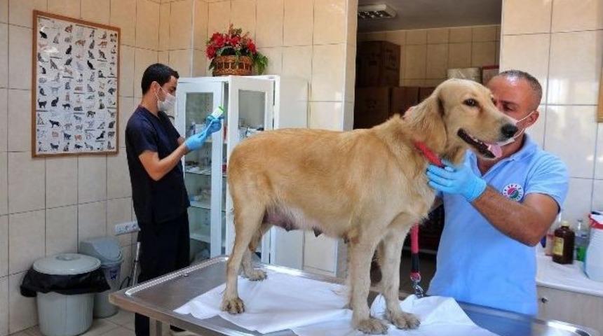 Kepez&rsquo;de Her Ay Y&uuml;zlerce Hayvan Tedavi Ve Rehabilite Ediliyor