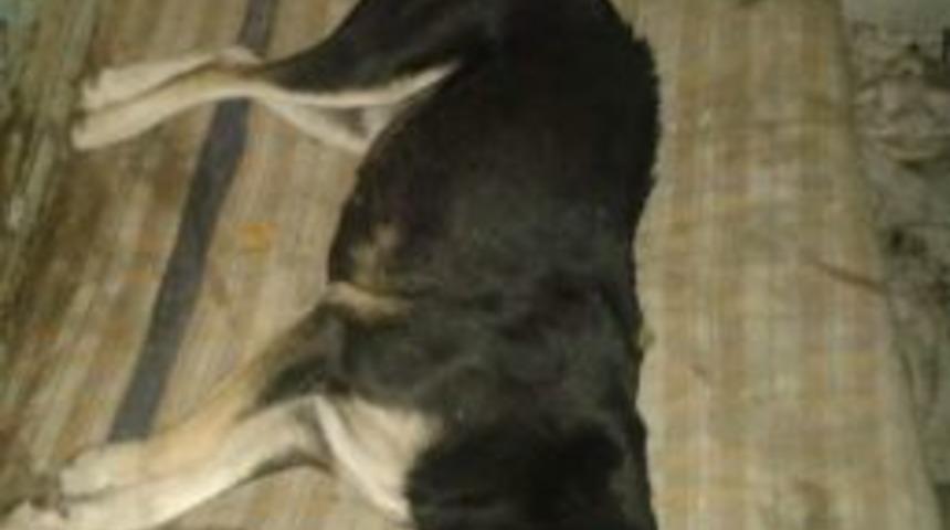 Kastamonu&rsquo;da 6 K&ouml;pek Zehirlenerek Telef Oldu