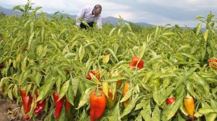 Kırmızı Biber G&uuml;ld&uuml;rd&uuml;