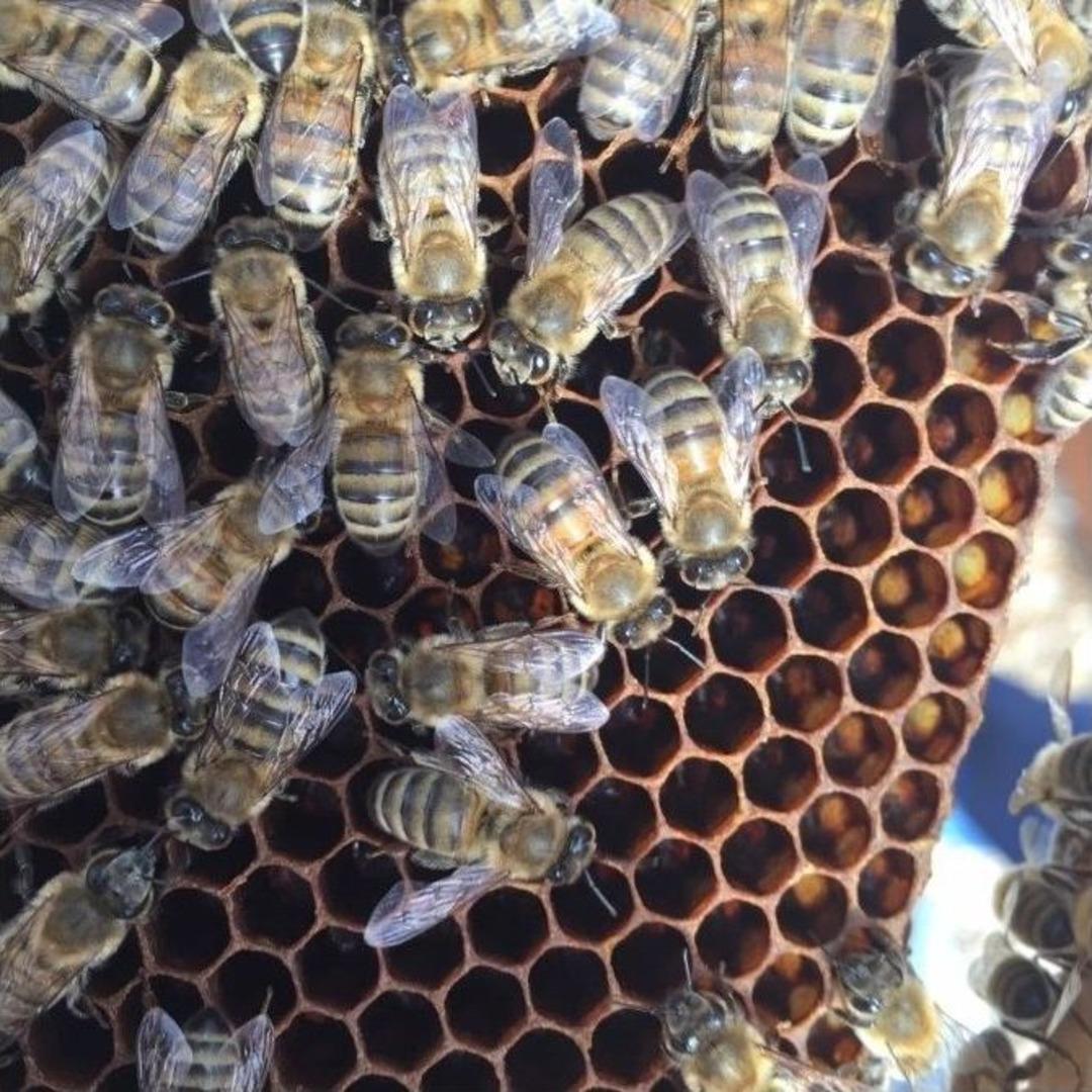 Yenipazar&rsquo;da Arıcılığa Kadın Eli Değdi