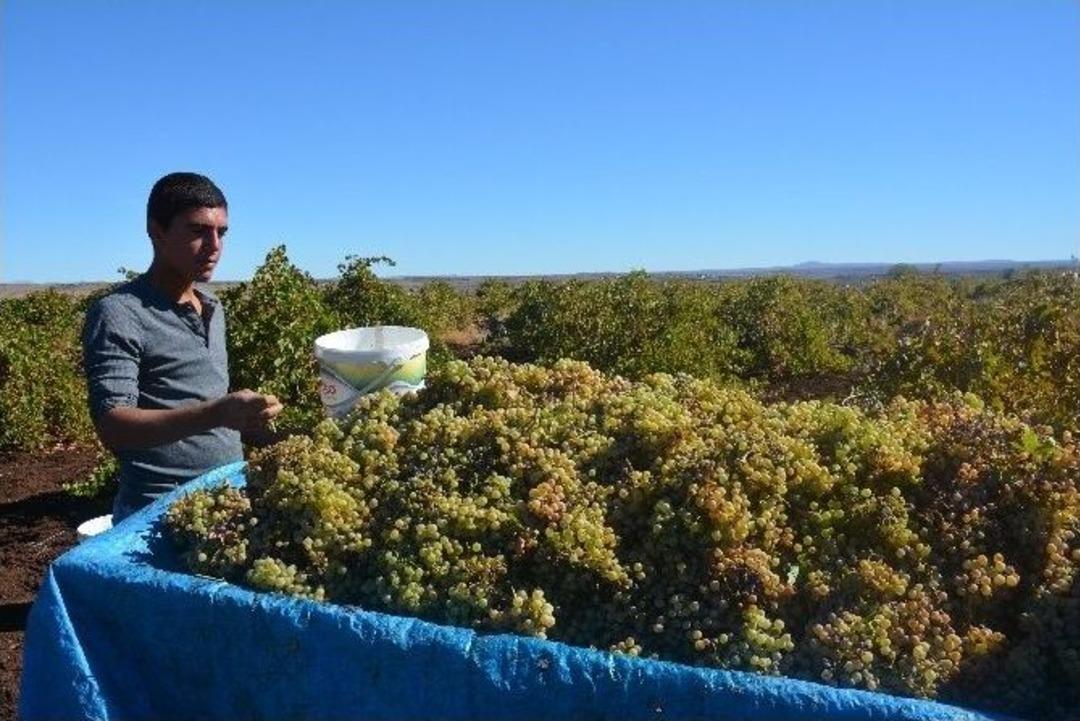 Bağ Bozumunda Toplanan &Uuml;z&uuml;mler, Geleneksel Y&ouml;ntemlerle Pekmez Yapılıyor