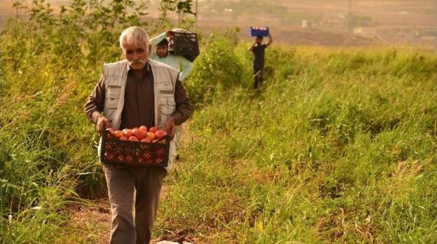 Kent Bostanı&rsquo;nda Son Mahsul Toplanıyor