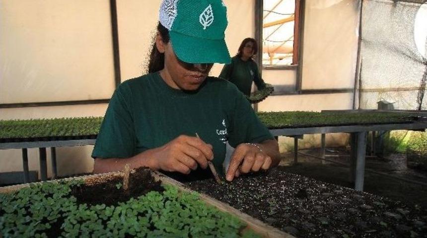 400 Bin Kışlık &Ccedil;i&ccedil;ek &Uuml;retilecek