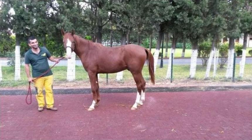 Sultansuyu&rsquo;nda Yetişen Arap Tayları G&ouml;r&uuml;c&uuml;ye &Ccedil;ıkıyor