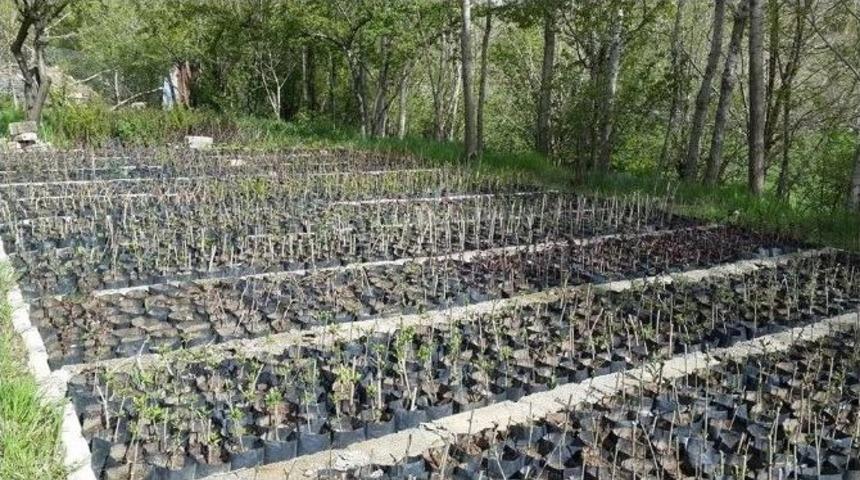 Bing&ouml;l&rsquo;de Fidan &Uuml;retimi Pazar Arıyor