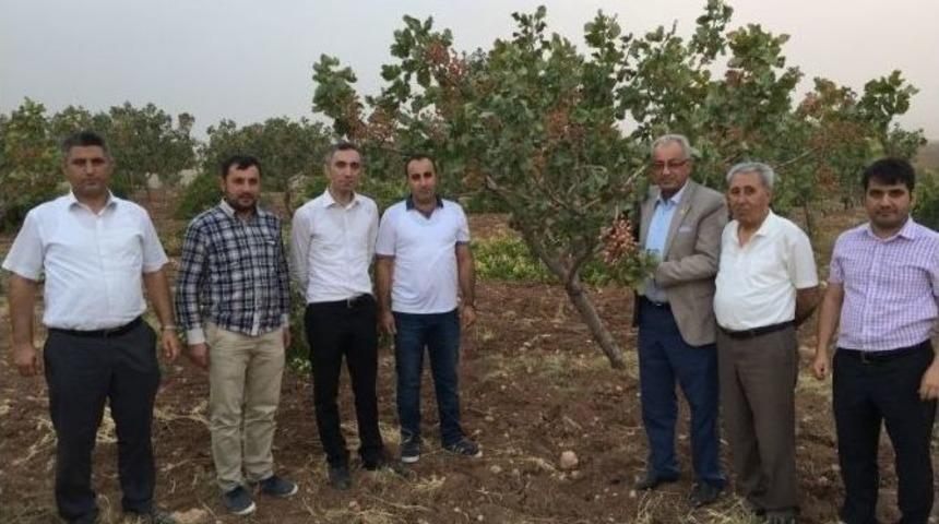 Kurtalan&rsquo;da Fıstık Ve Elma Hasadı Yapıldı