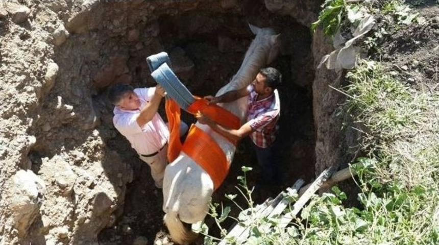 Ardahan&rsquo;da &Ccedil;ukura D&uuml;şen At, Trakt&ouml;re Bağlanan Halat Yardımıyla Kurtarıldı